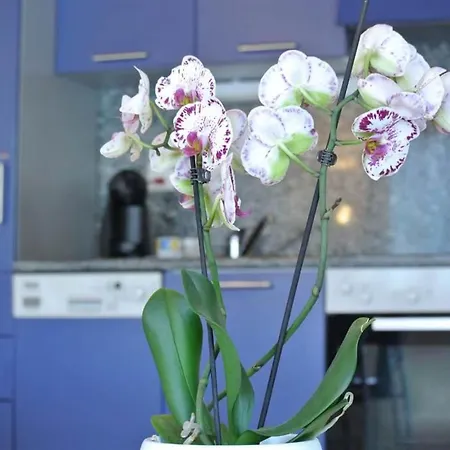 Haus Artemis Appartement-fewo 4-bettwohnung Nr- 50 By Interhome Appartamento *